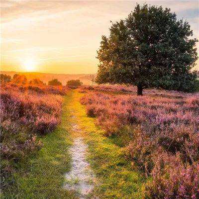 鸭脖app下载手机app下载